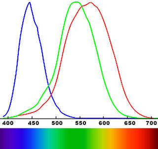 Sensibilidad de tres receptores de color diferentes en el ojo.  Original del autor, incluido material de Wikipedia Commons.